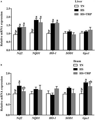 Tryptophan Alleviates Acute Heat Stress-Induced Impairment of Antioxidant Status and Mitochondrial Function in Broilers